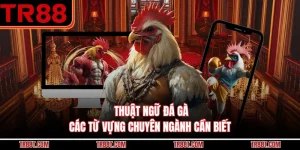 Thuật Ngữ Đá Gà - Các Từ Vựng Chuyên Ngành Cần Biết